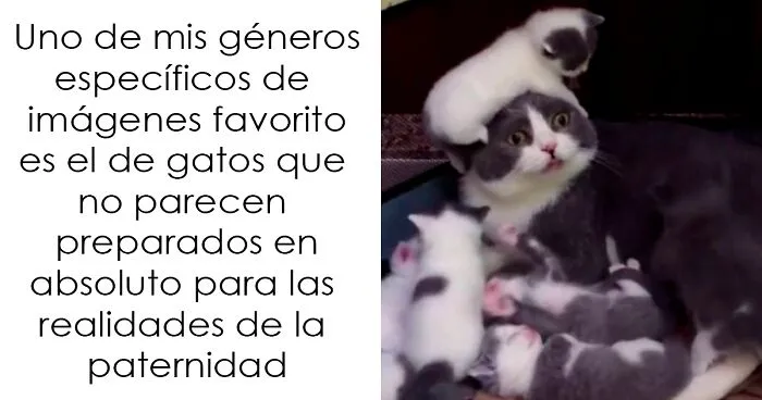 15 Memes divertidos y educados que no se ríen de nadie