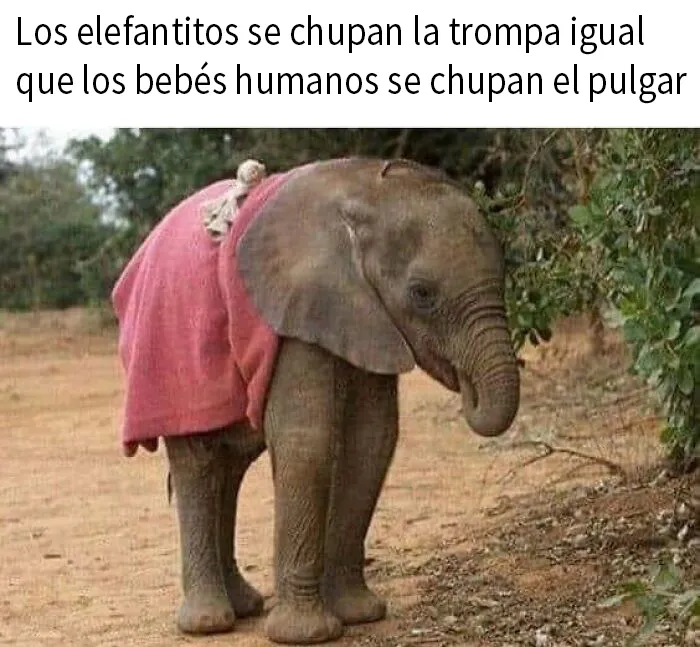 20 Memes científicos llenos de datos y sobre todo, humor (nuevas imágenes)