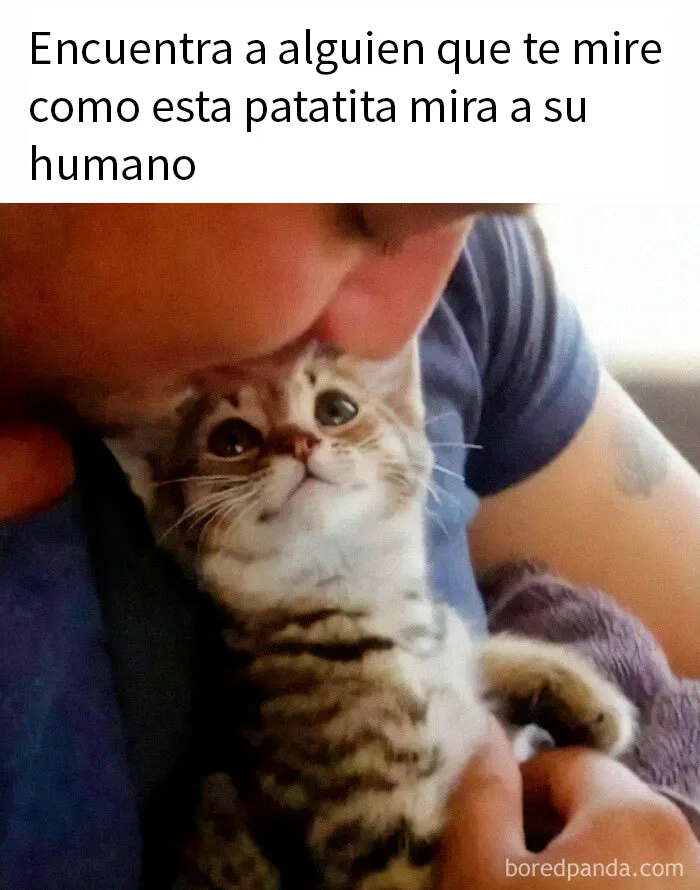 15 Divertidos memes de gatos para quienes están obsesionados con ellos