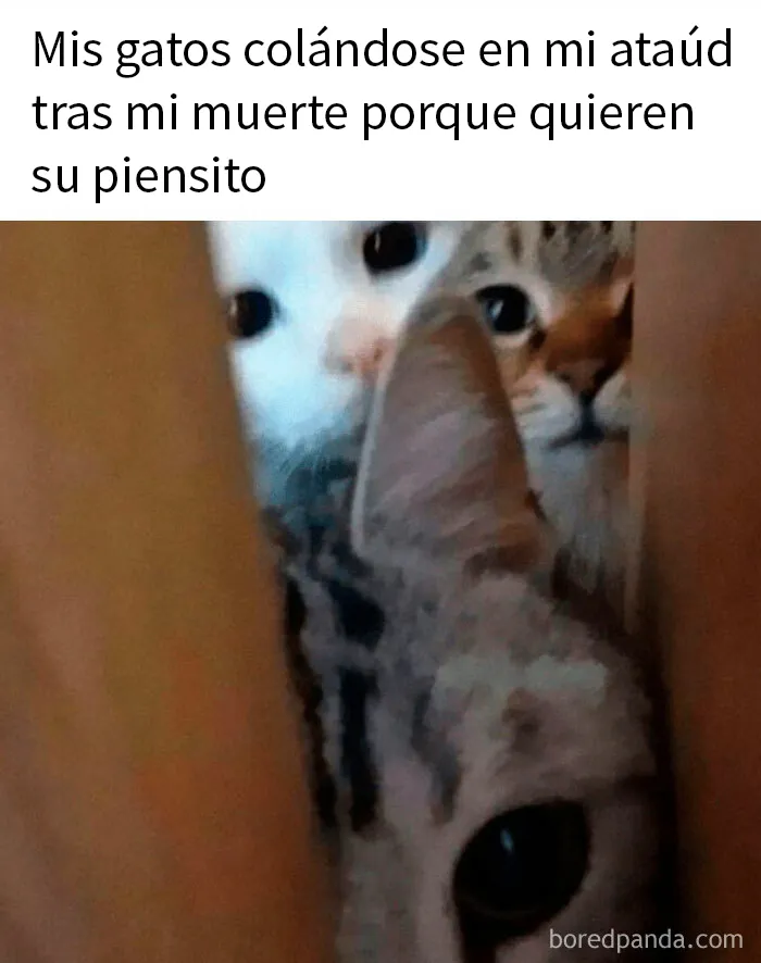 15 Divertidos memes de gatos para quienes están obsesionados con ellos