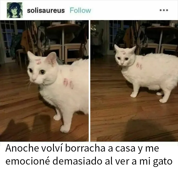 15 Divertidos memes de gatos para quienes están obsesionados con ellos
