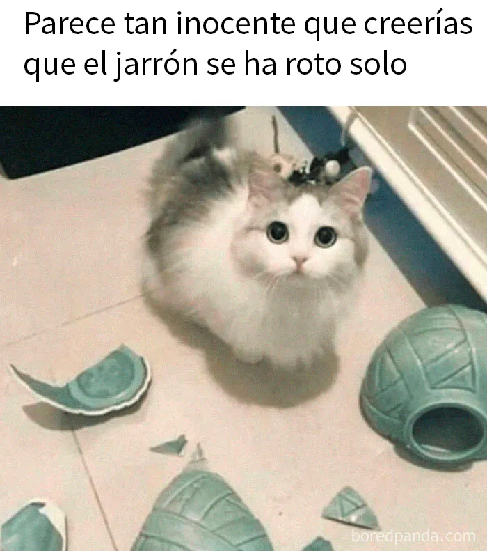 15 Divertidos memes de gatos para quienes están obsesionados con ellos