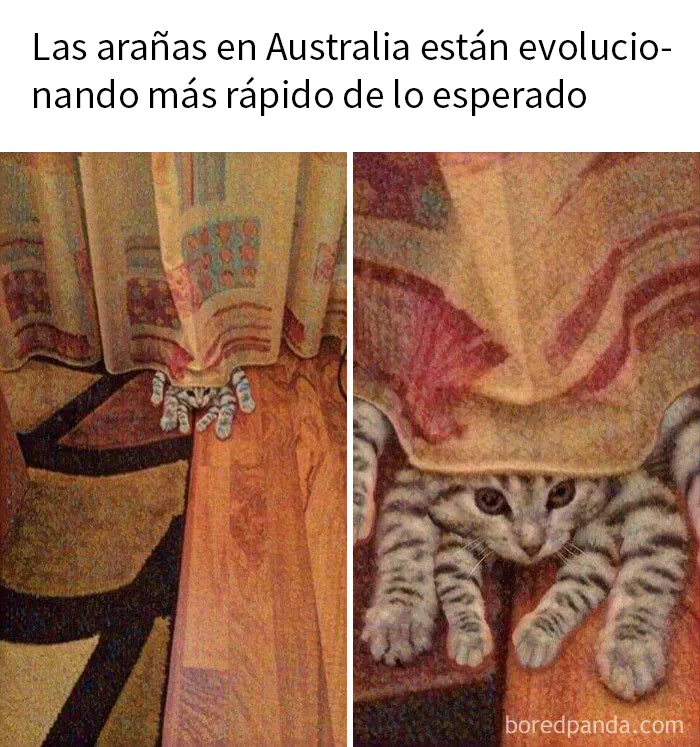 15 Divertidos memes de gatos para quienes están obsesionados con ellos