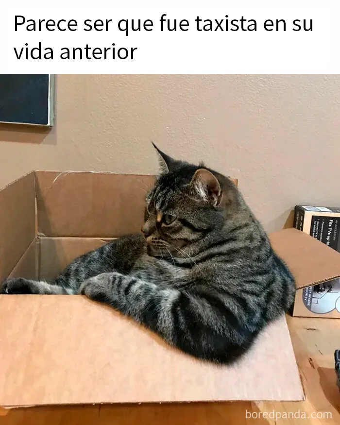 15 Divertidos memes de gatos para quienes están obsesionados con ellos