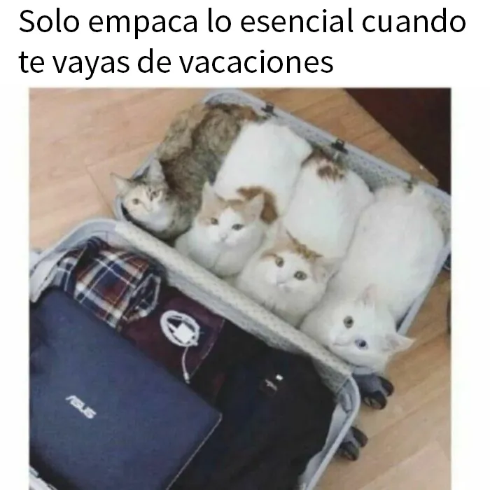 15 Divertidos memes de gatos para quienes están obsesionados con ellos