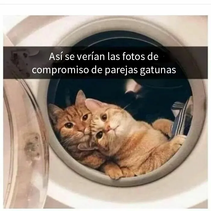 15 Divertidos memes de gatos para quienes están obsesionados con ellos