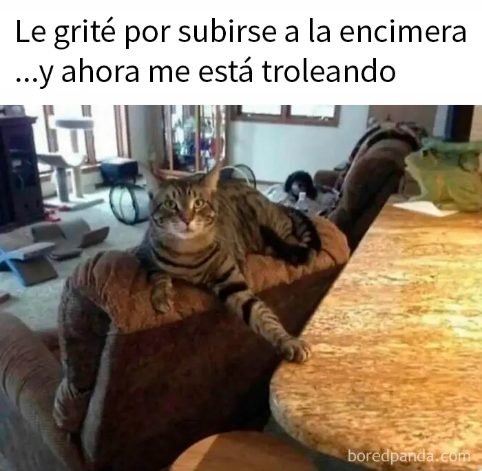 15 Divertidos memes de gatos para quienes están obsesionados con ellos
