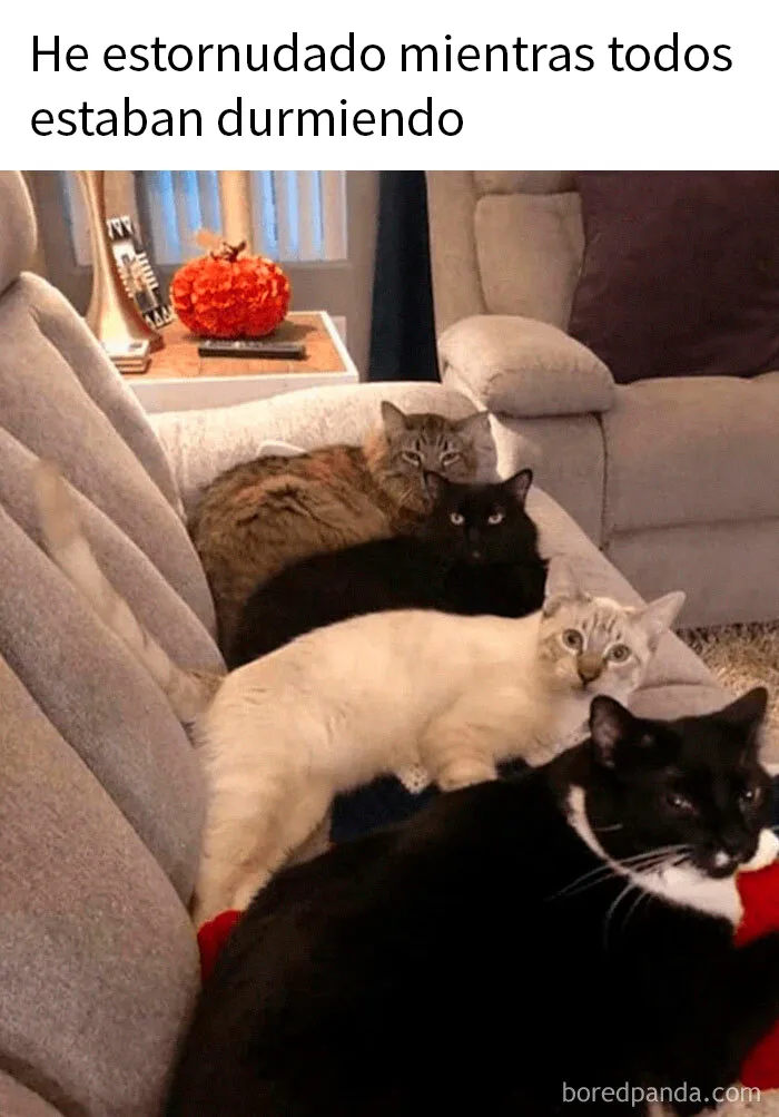 15 Divertidos memes de gatos para quienes están obsesionados con ellos
