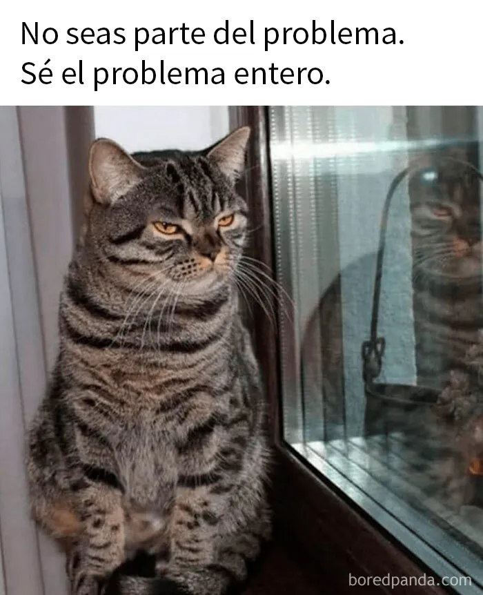 15 Divertidos memes de gatos para quienes están obsesionados con ellos
