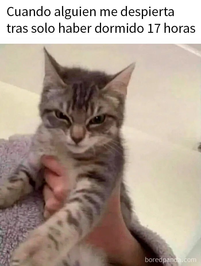 15 Divertidos memes de gatos para quienes están obsesionados con ellos