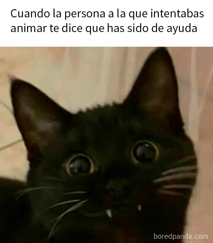 15 Divertidos memes de gatos para quienes están obsesionados con ellos