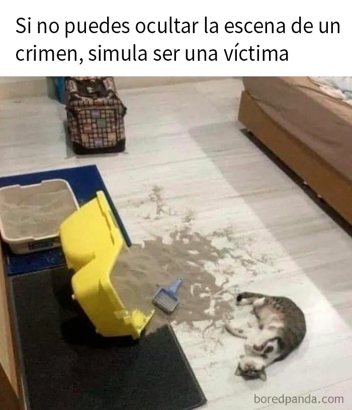15 Divertidos memes de gatos para quienes están obsesionados con ellos