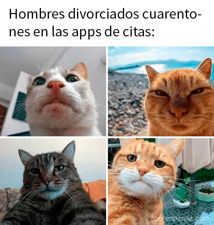 15 Divertidos memes de gatos para quienes están obsesionados con ellos