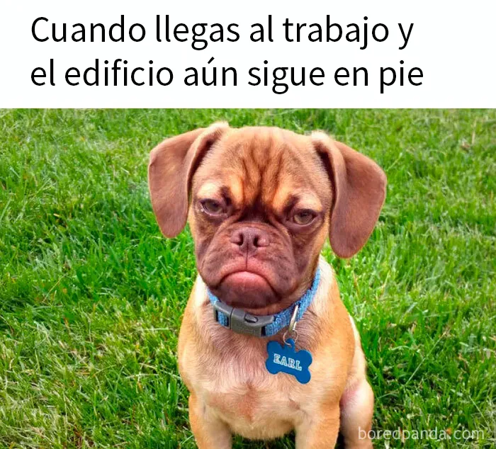20 Divertidos memes sobre trabajo que mirar mientras intentas ser productivo (nuevas imágenes)