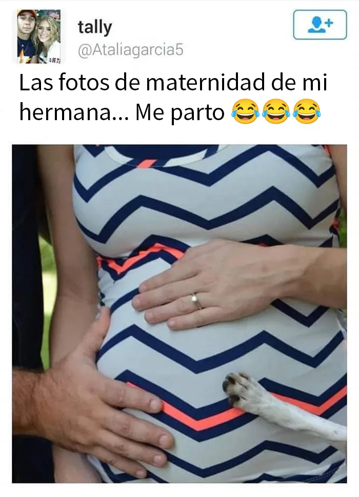 20 Memes sobre perros que encantarán a todos los dueños de estos peludos