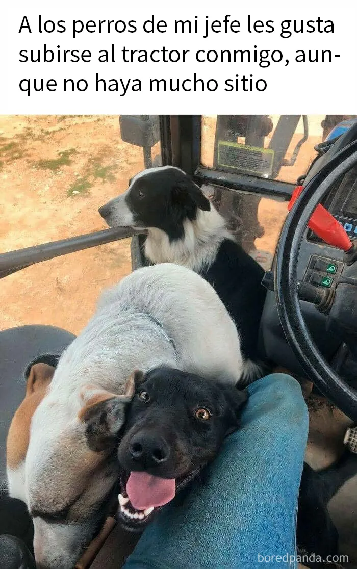 20 Memes sobre perros que encantarán a todos los dueños de estos peludos