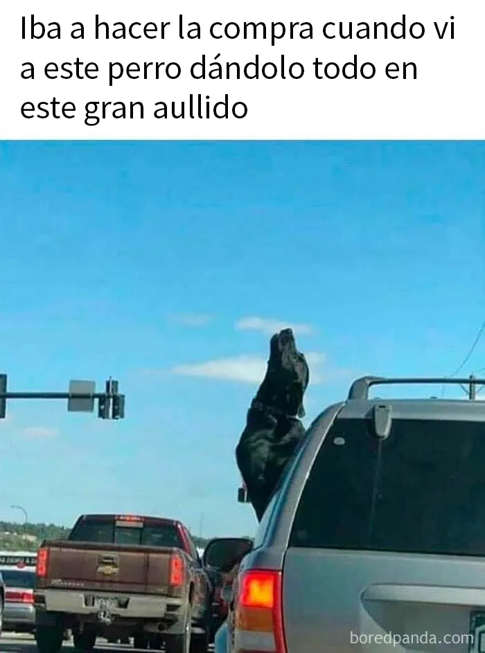 20 Memes sobre perros que encantarán a todos los dueños de estos peludos