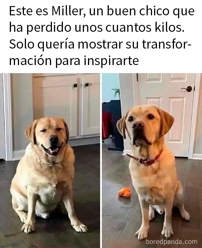 20 Memes sobre perros que encantarán a todos los dueños de estos peludos