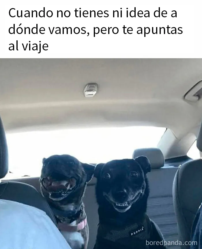 20 Memes sobre perros que encantarán a todos los dueños de estos peludos