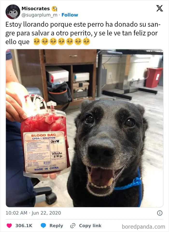 20 Memes sobre perros que encantarán a todos los dueños de estos peludos
