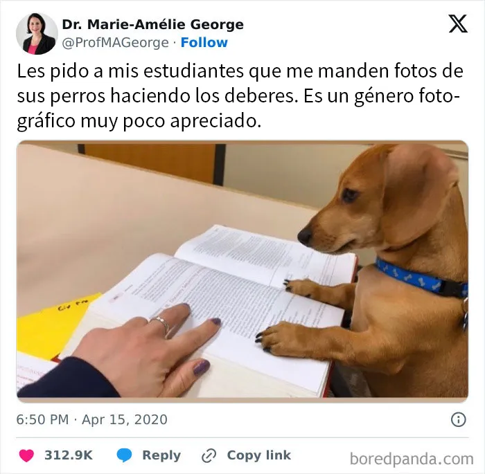 20 Memes sobre perros que encantarán a todos los dueños de estos peludos
