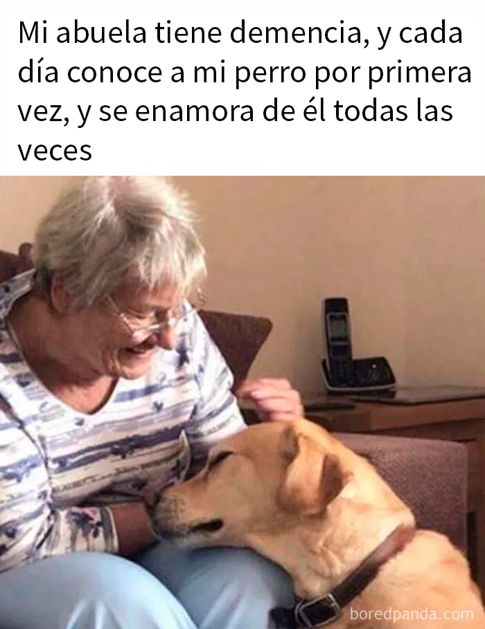 20 Memes sobre perros que encantarán a todos los dueños de estos peludos