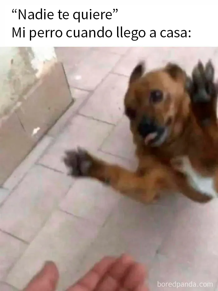 20 Memes sobre perros que encantarán a todos los dueños de estos peludos