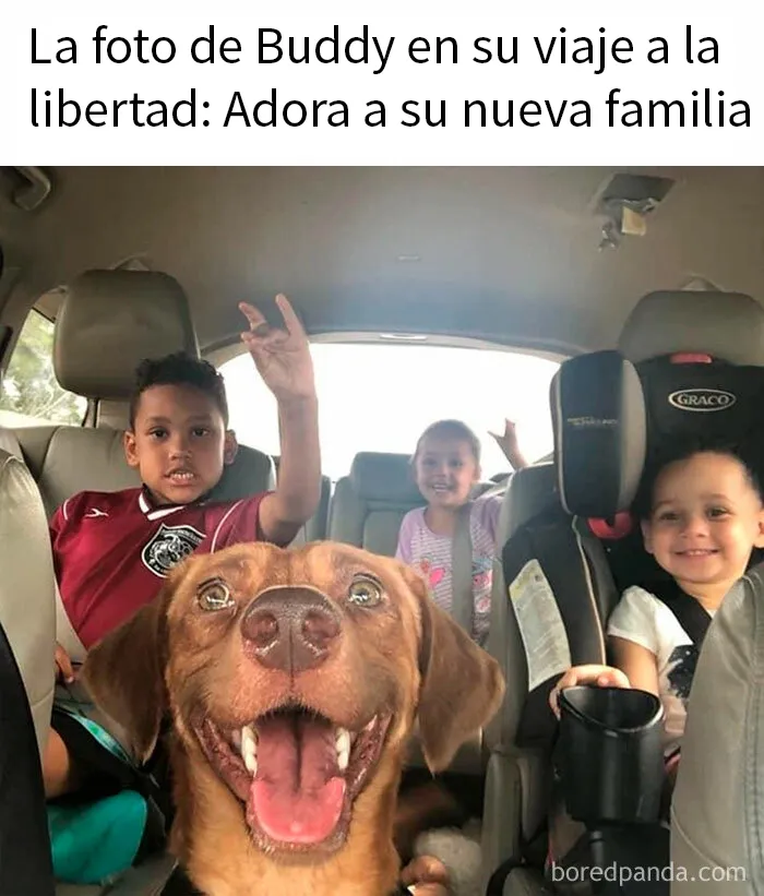 20 Memes sobre perros que encantarán a todos los dueños de estos peludos