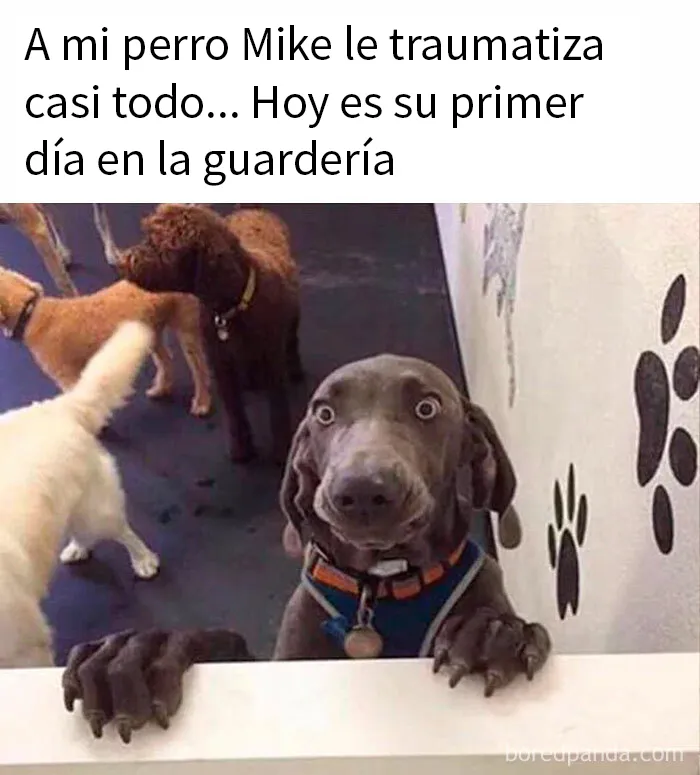 20 Memes sobre perros que encantarán a todos los dueños de estos peludos