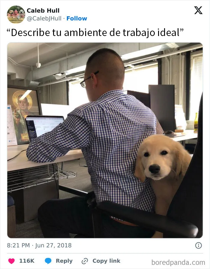 20 Memes sobre perros que encantarán a todos los dueños de estos peludos
