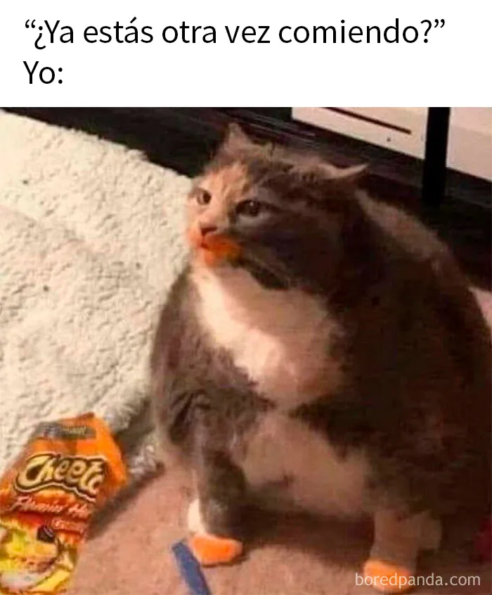 20 Divertidos y acertados memes para hacerte reír