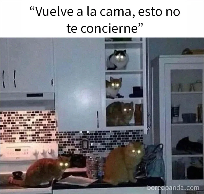 20 Memes raros para quienes andan algo trastornados
