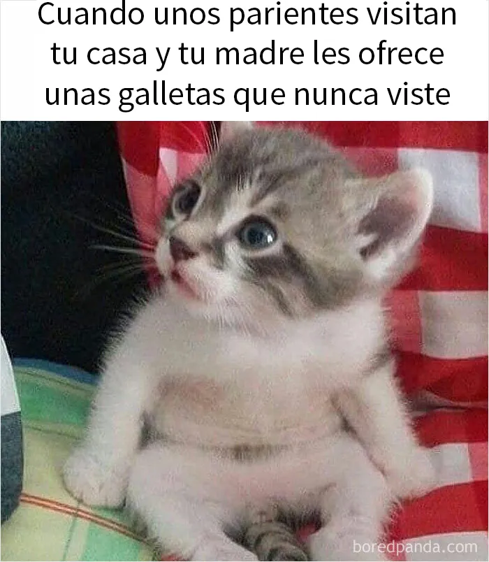 20 Memes raros para quienes andan algo trastornados