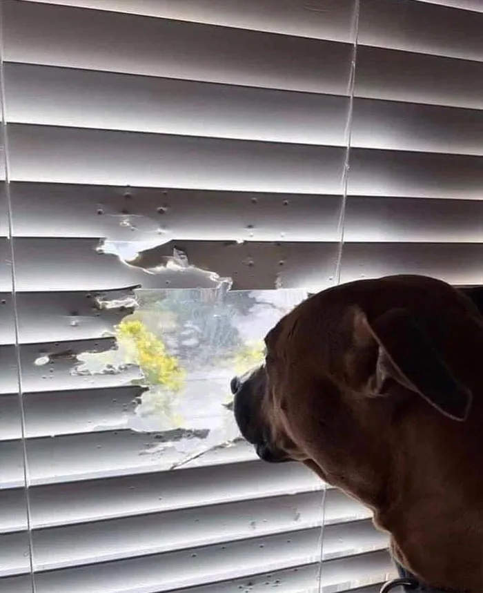 20 Memes sobre perros que encantarán a todos los dueños de estos peludos