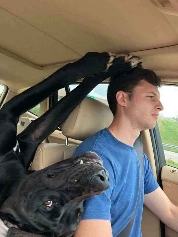 20 Memes sobre perros que encantarán a todos los dueños de estos peludos