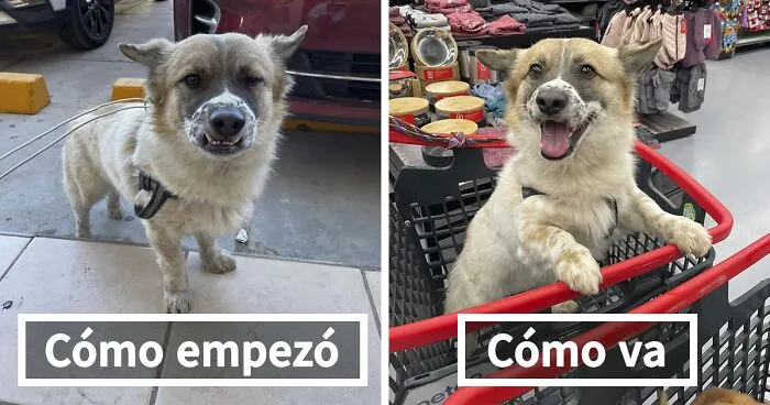 40 Adorables fotos de mascotas comparando su aspecto actual con el que tenían cuando llegaron a sus dueños