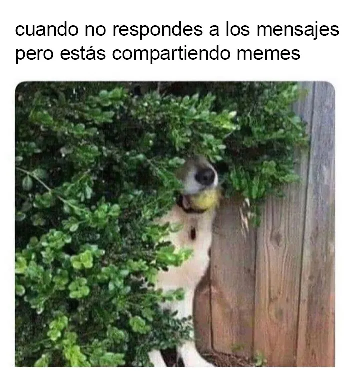 20 Memes muy divertidos sobre introvertidos y sus sentimientos