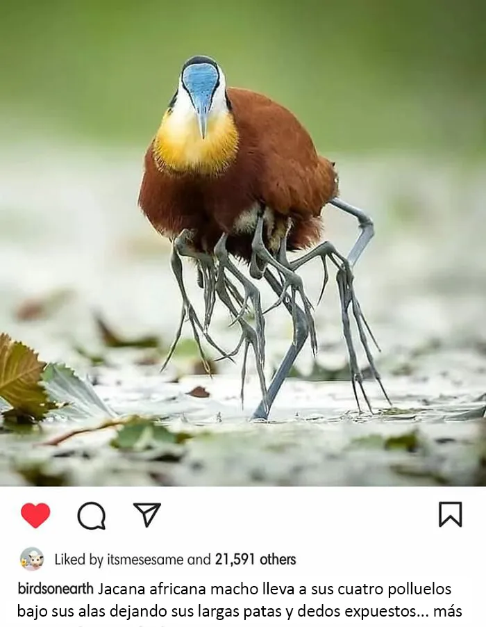 "Surrealismo accidental": 40 imágenes increíbles que tendrás que mirar 2 veces (nuevas fotos)