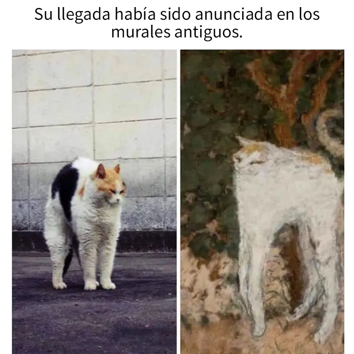 20 Acertados memes sobre gatos que muestran cómo es convivir con ellos