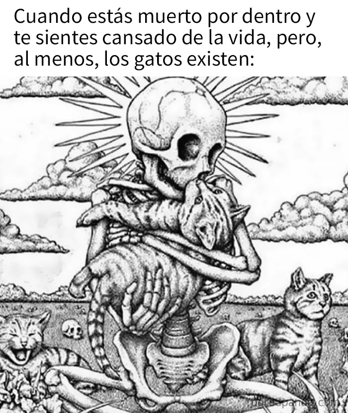 20 Acertados memes sobre gatos que muestran cómo es convivir con ellos