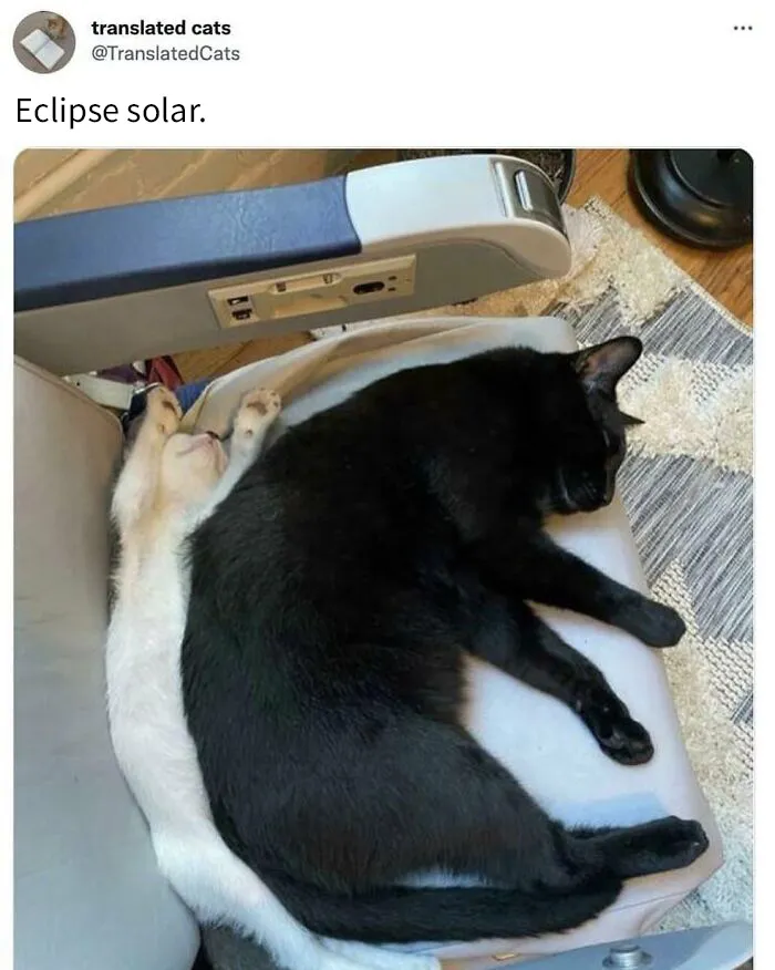 20 Acertados memes sobre gatos que muestran cómo es convivir con ellos