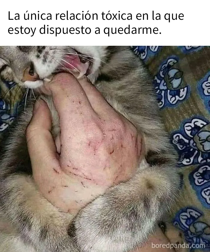 20 Acertados memes sobre gatos que muestran cómo es convivir con ellos