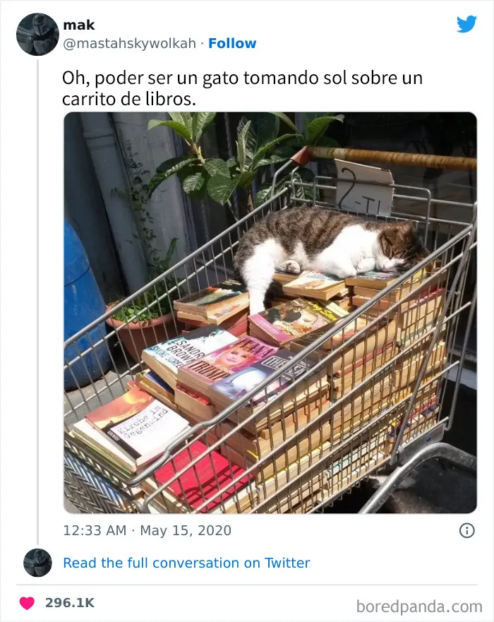 20 Acertados memes sobre gatos que muestran cómo es convivir con ellos