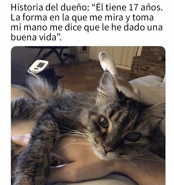 20 Acertados memes sobre gatos que muestran cómo es convivir con ellos