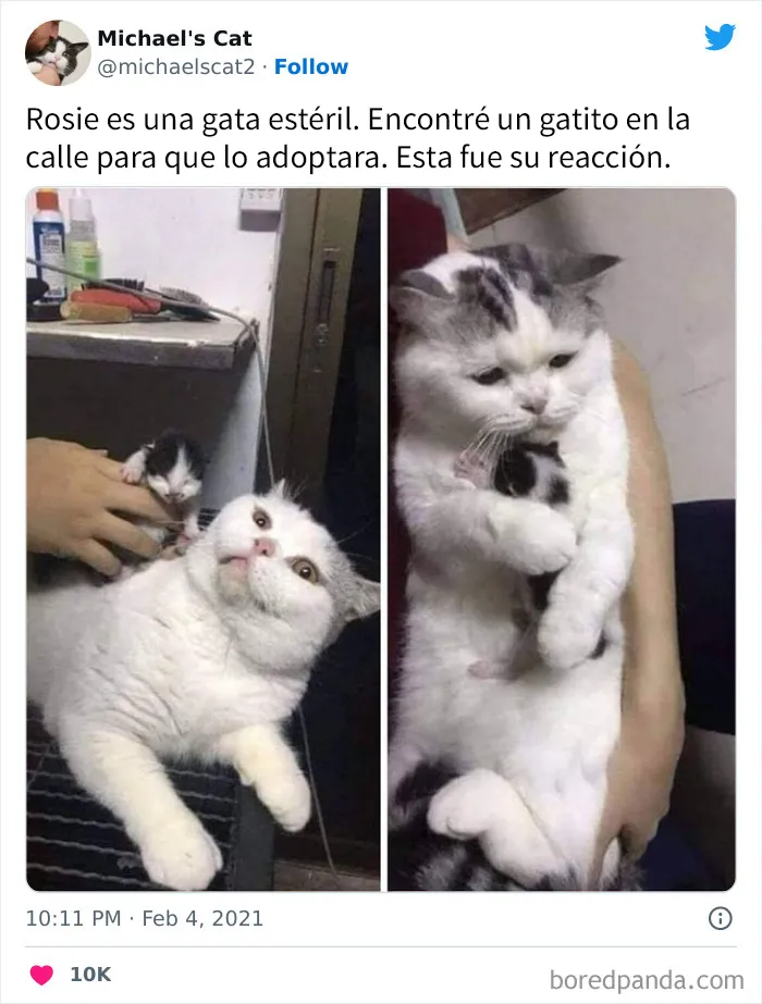 20 Acertados memes sobre gatos que muestran cómo es convivir con ellos