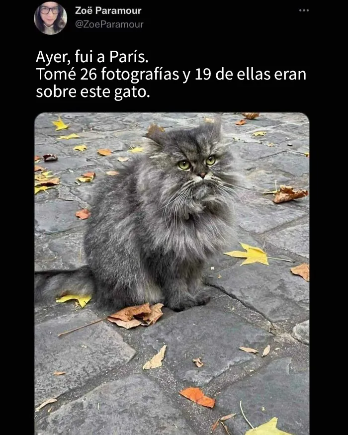 20 Acertados memes sobre gatos que muestran cómo es convivir con ellos