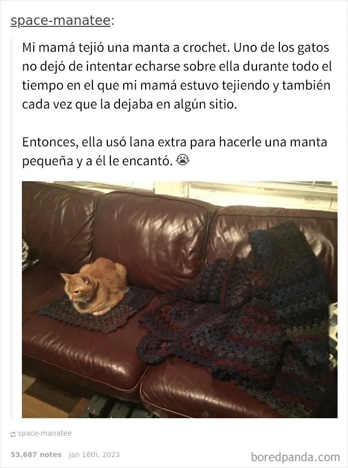 20 Acertados memes sobre gatos que muestran cómo es convivir con ellos