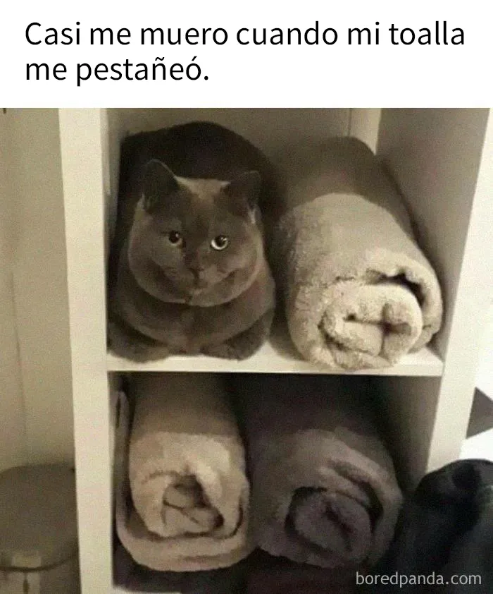20 Acertados memes sobre gatos que muestran cómo es convivir con ellos