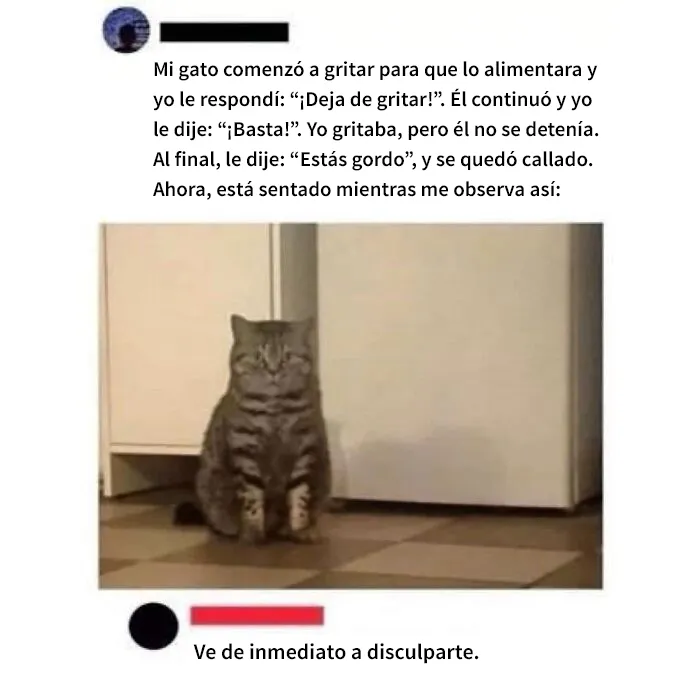20 Acertados memes sobre gatos que muestran cómo es convivir con ellos