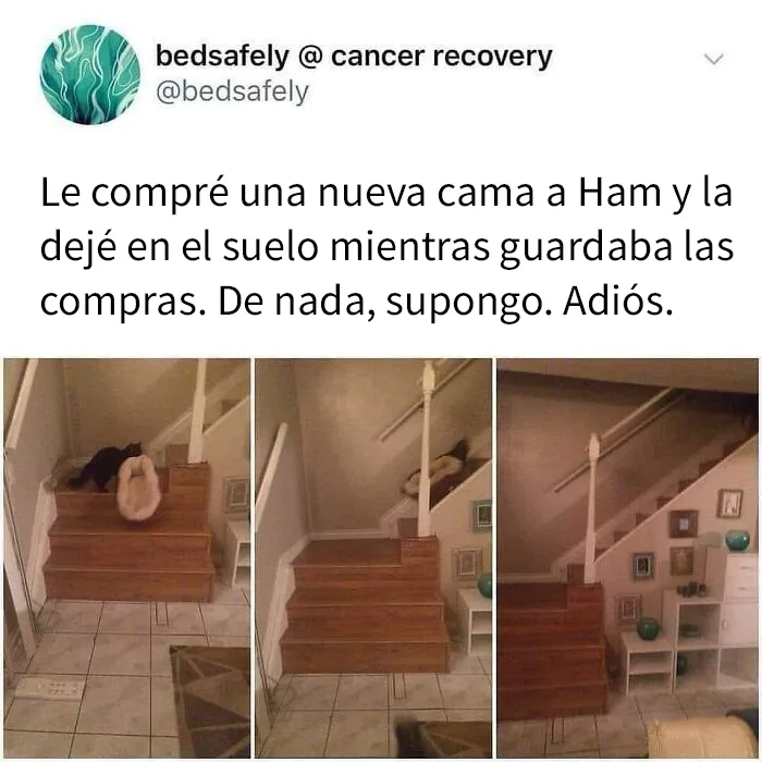 20 Acertados memes sobre gatos que muestran cómo es convivir con ellos